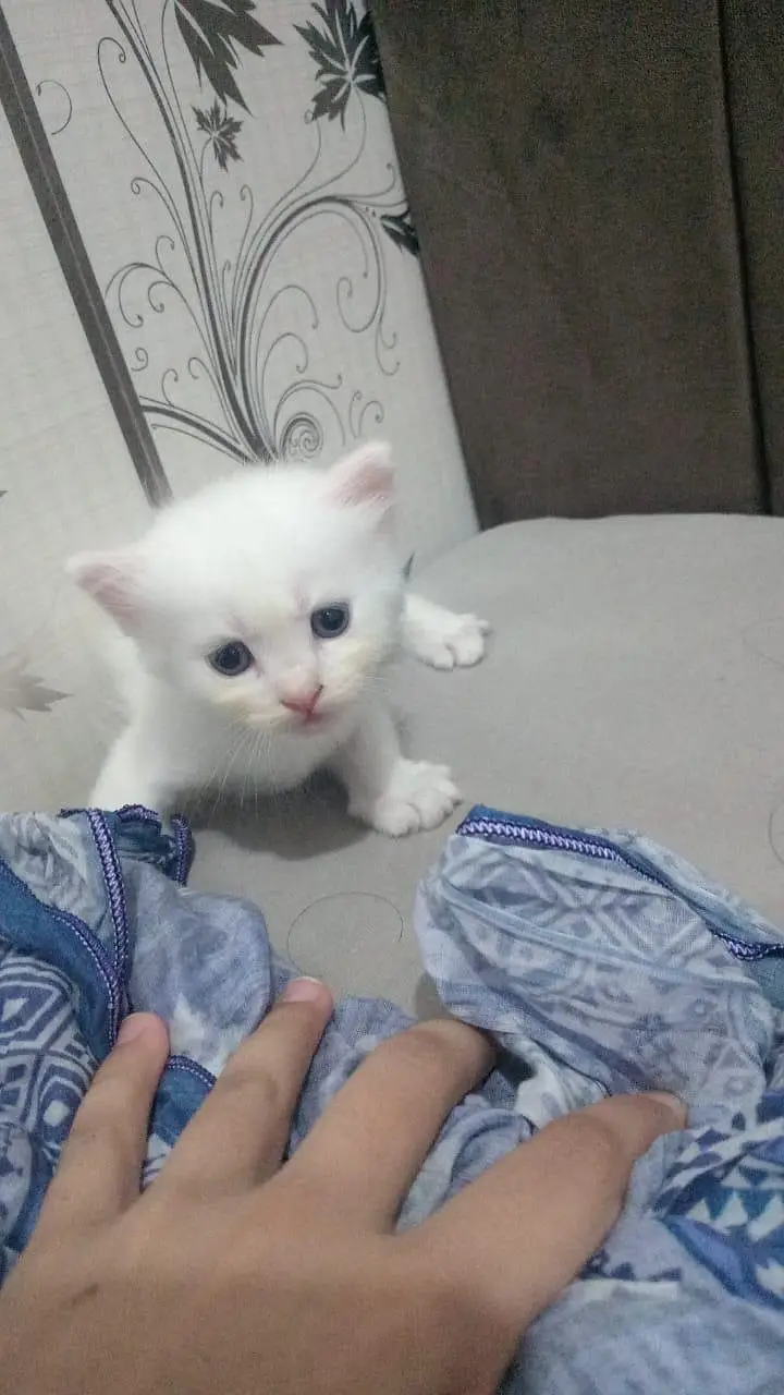 cute kittens for sale — photo 3