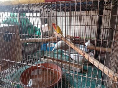 cocktail eno white  love birds Latino dove white red eyes
