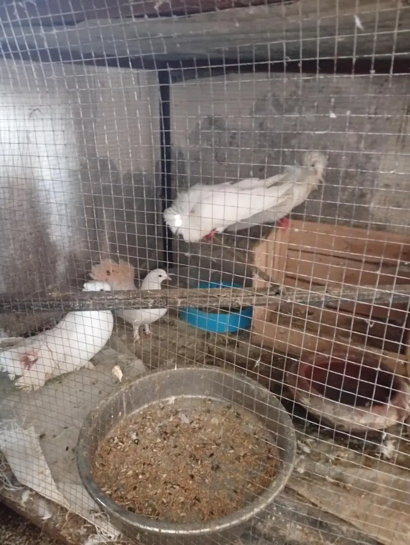 cocktail eno white  love birds Latino dove white red eyes — photo 3