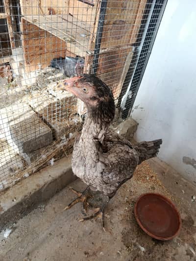Pure Aseel Pullets (Young Hens) for Sale – Healthy & Active