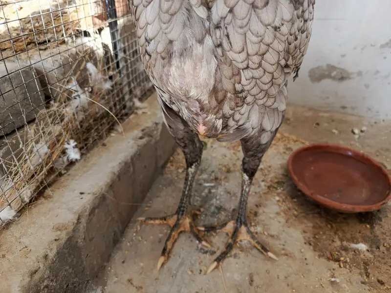 Pure Aseel Pullets (Young Hens) for Sale – Healthy & Active — photo 2