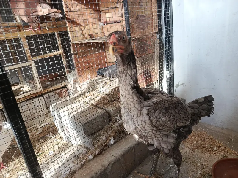 Pure Aseel Pullets (Young Hens) for Sale – Healthy & Active — photo 3