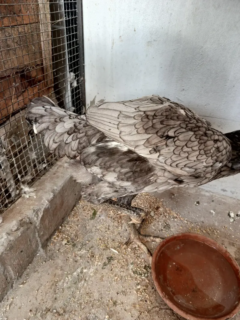 Pure Aseel Pullets (Young Hens) for Sale – Healthy & Active — photo 4
