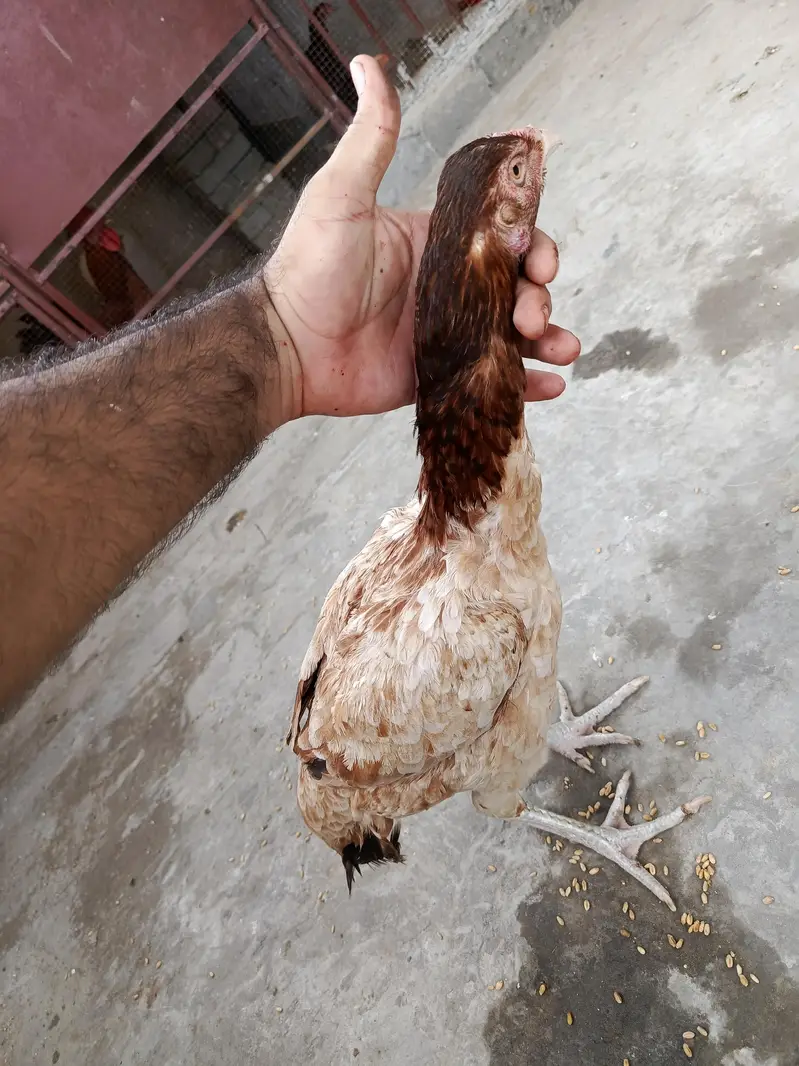 Pure Aseel Pullets (Young Hens) for Sale – Healthy & Active — photo 5