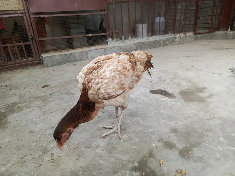 Pure Aseel Pullets (Young Hens) for Sale – Healthy & Active — photo 6