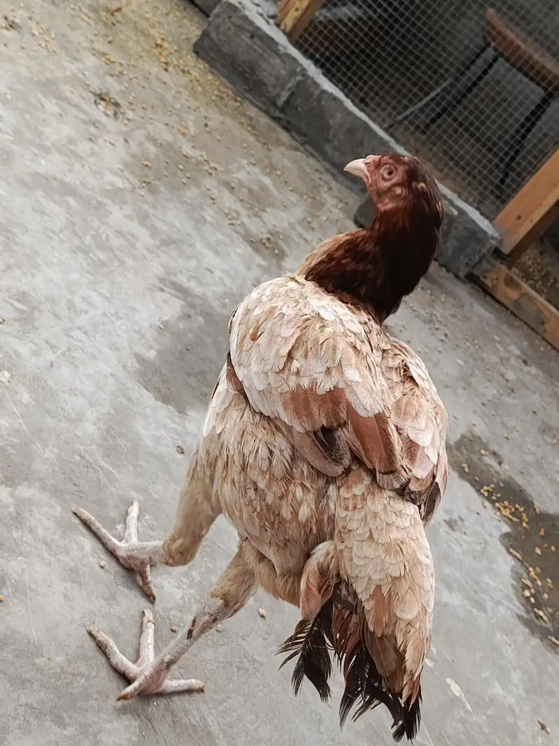 Pure Aseel Pullets (Young Hens) for Sale – Healthy & Active — photo 7