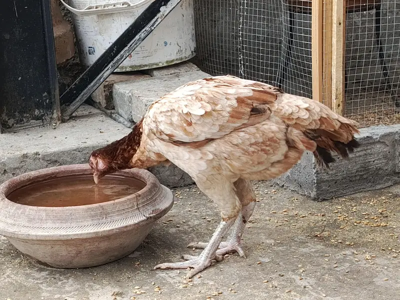 Pure Aseel Pullets (Young Hens) for Sale – Healthy & Active — photo 8