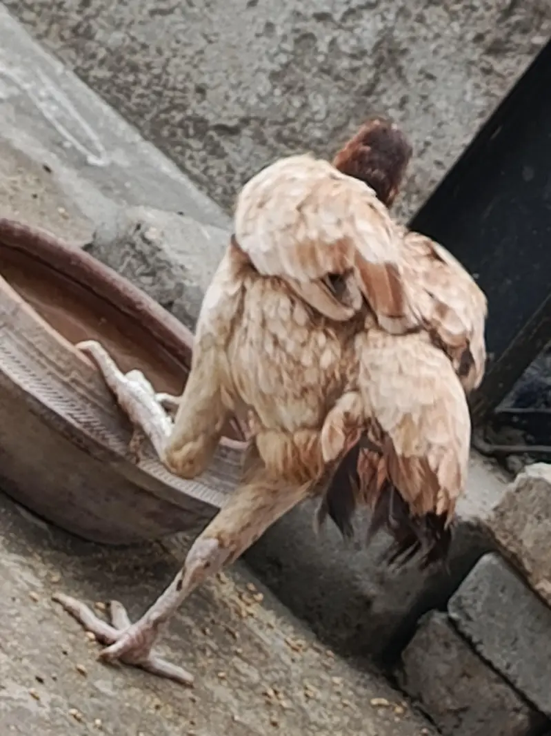 Pure Aseel Pullets (Young Hens) for Sale – Healthy & Active — photo 9