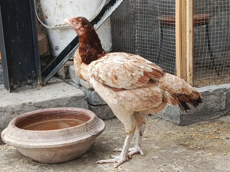 Pure Aseel Pullets (Young Hens) for Sale – Healthy & Active — photo 10