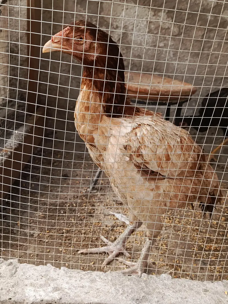 Pure Aseel Pullets (Young Hens) for Sale – Healthy & Active — photo 11
