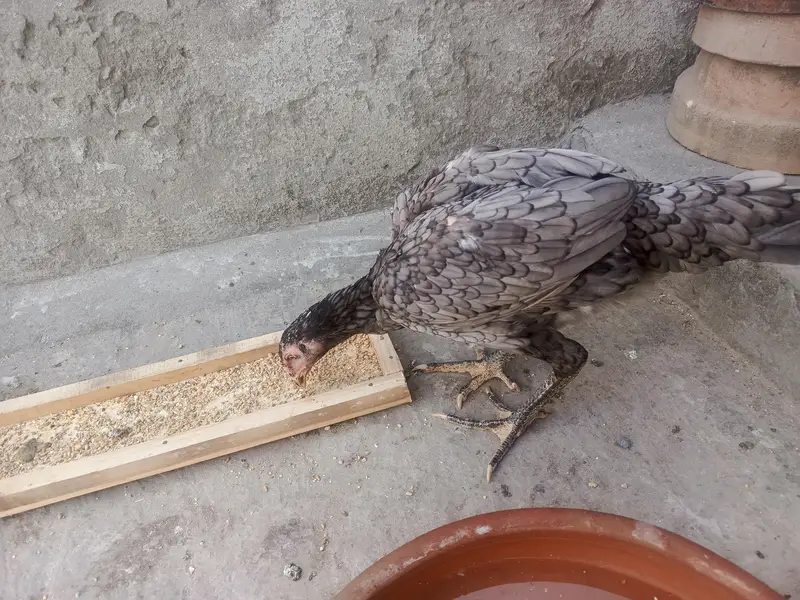 Pure Aseel Pullets (Young Hens) for Sale – Healthy & Active — photo 12