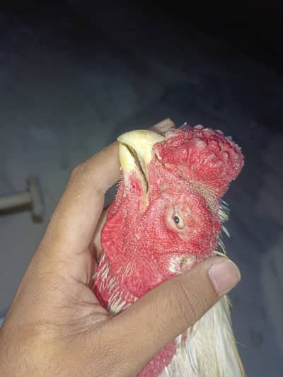 Quality Indain Parrot Beak Male  Available