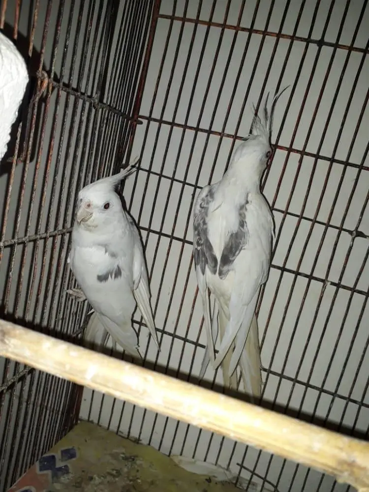 V pied Cockatiel — photo 3