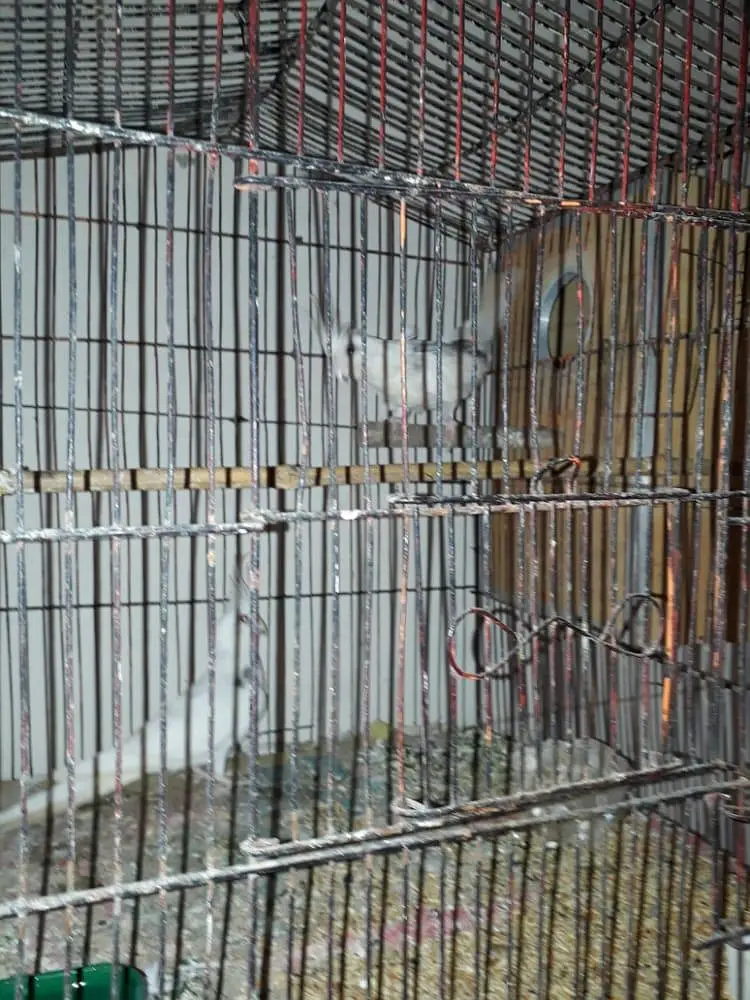 V pied Cockatiel — photo 5