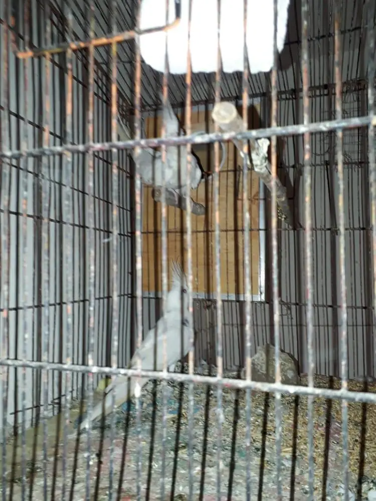 V pied Cockatiel — photo 7