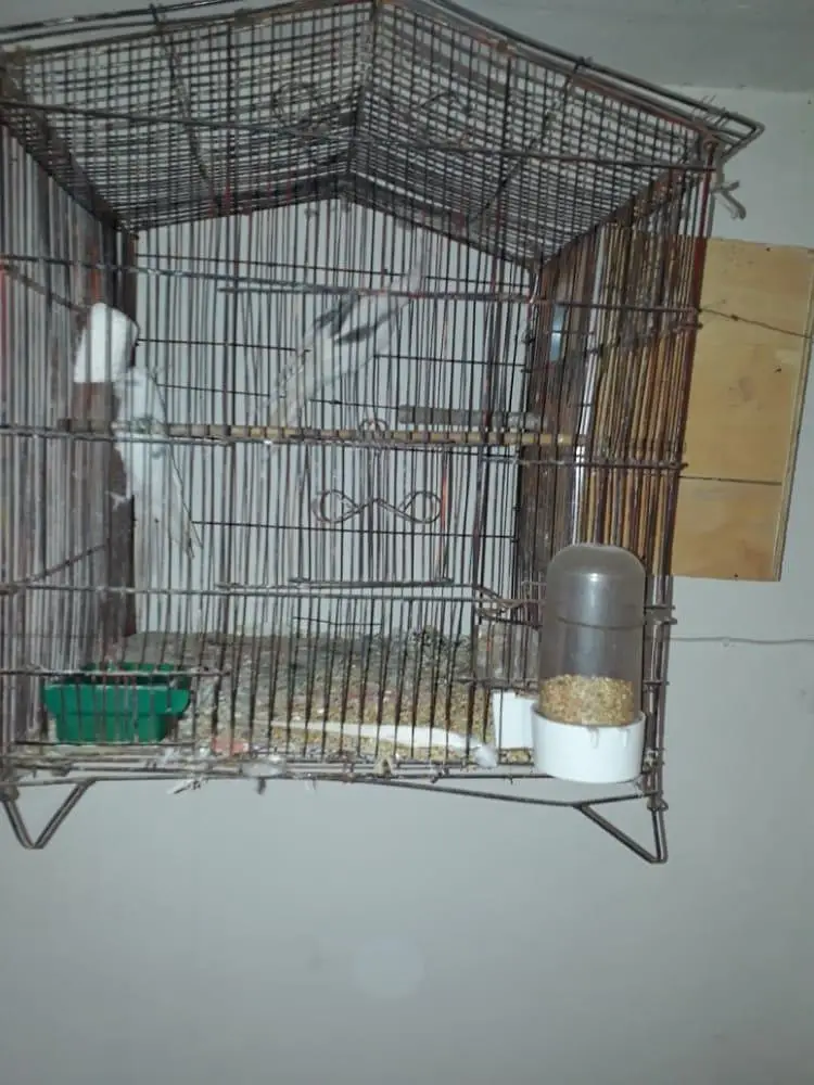 V pied Cockatiel — photo 8