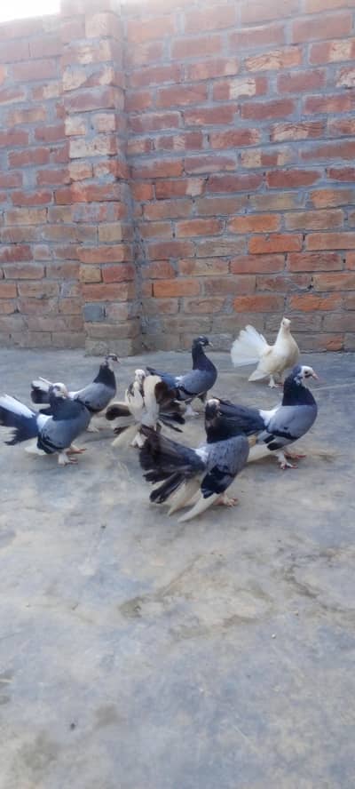 Pairs Fancy Lakha Pigeons for Sale