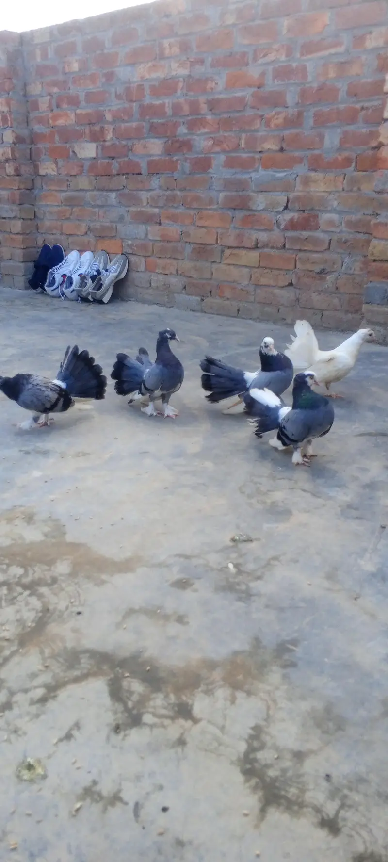 Pairs Fancy Lakha Pigeons for Sale — photo 2