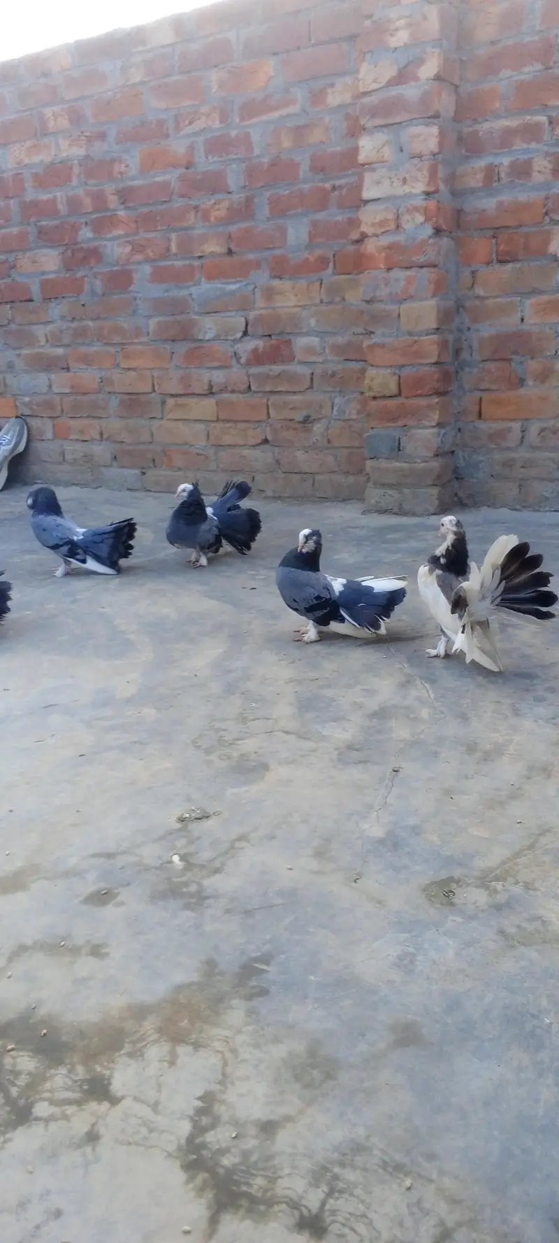Pairs Fancy Lakha Pigeons for Sale — photo 3