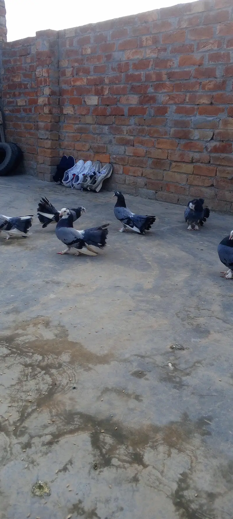 Pairs Fancy Lakha Pigeons for Sale — photo 4