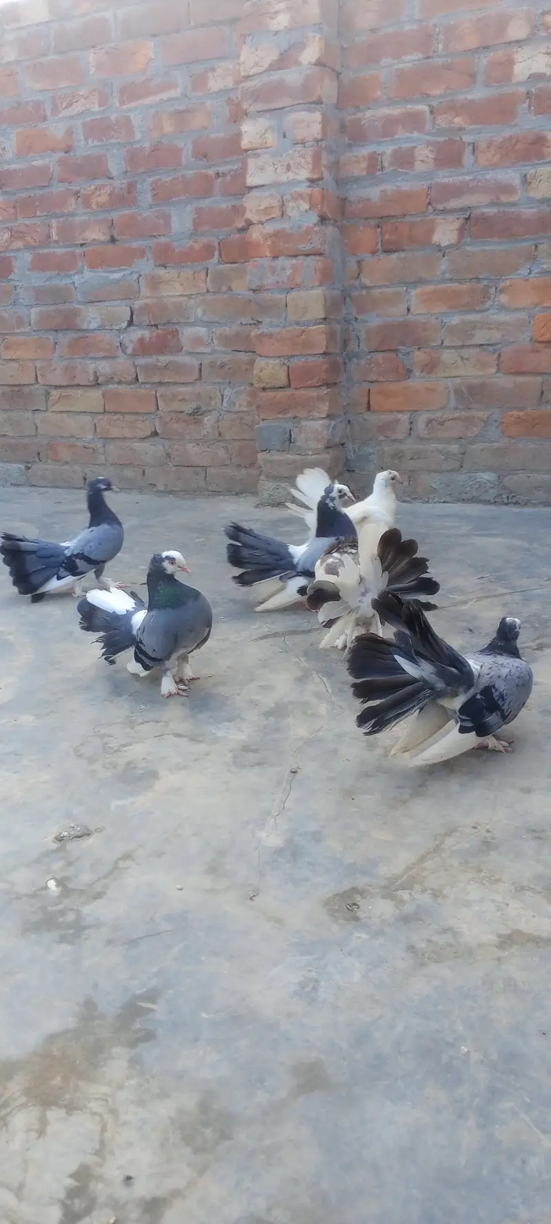 Pairs Fancy Lakha Pigeons for Sale — photo 5
