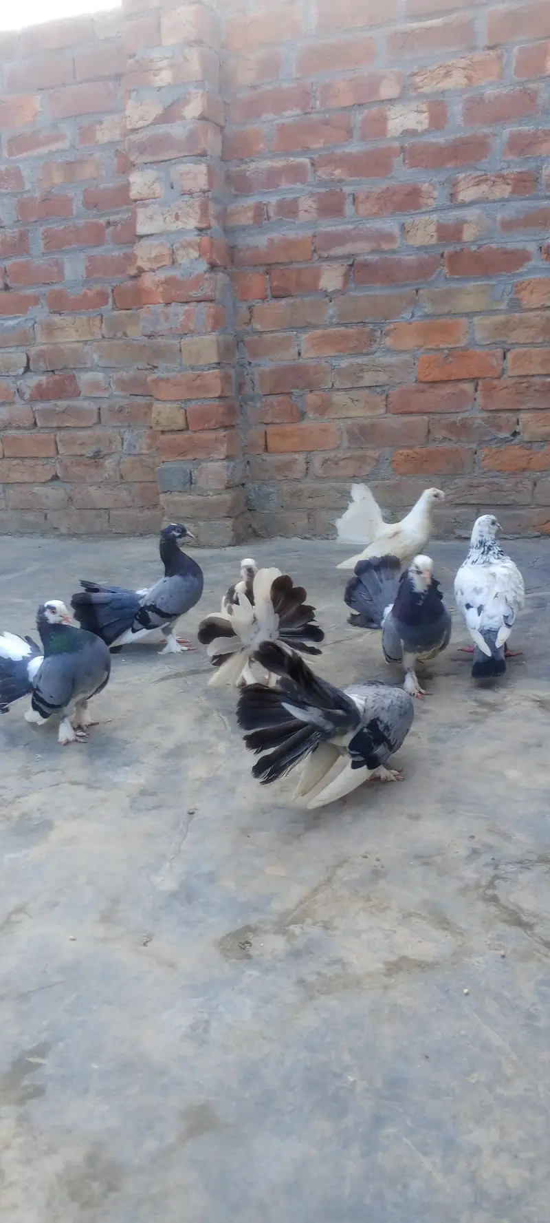 Pairs Fancy Lakha Pigeons for Sale — photo 6