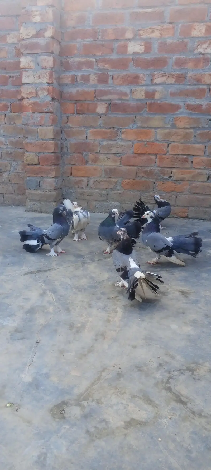 Pairs Fancy Lakha Pigeons for Sale — photo 7