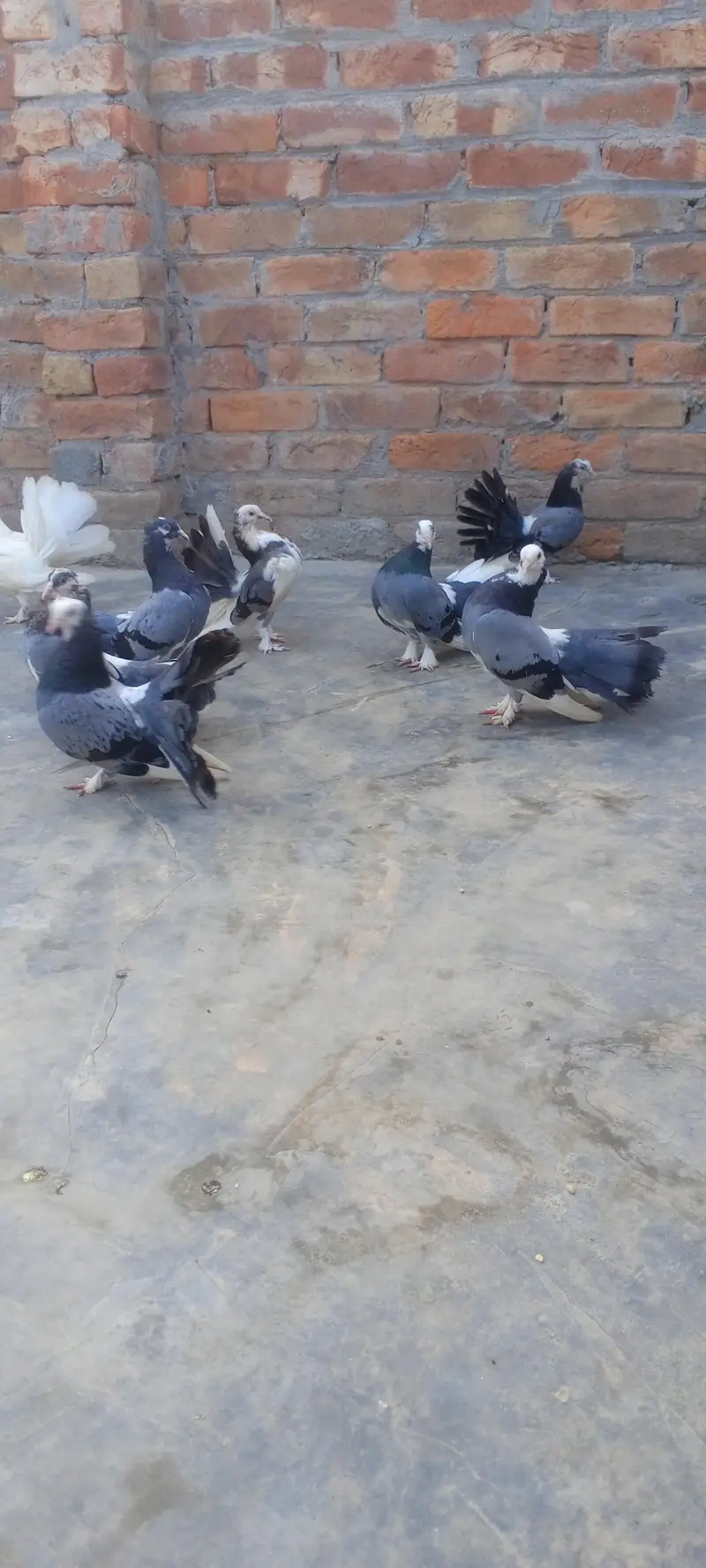 Pairs Fancy Lakha Pigeons for Sale — photo 8