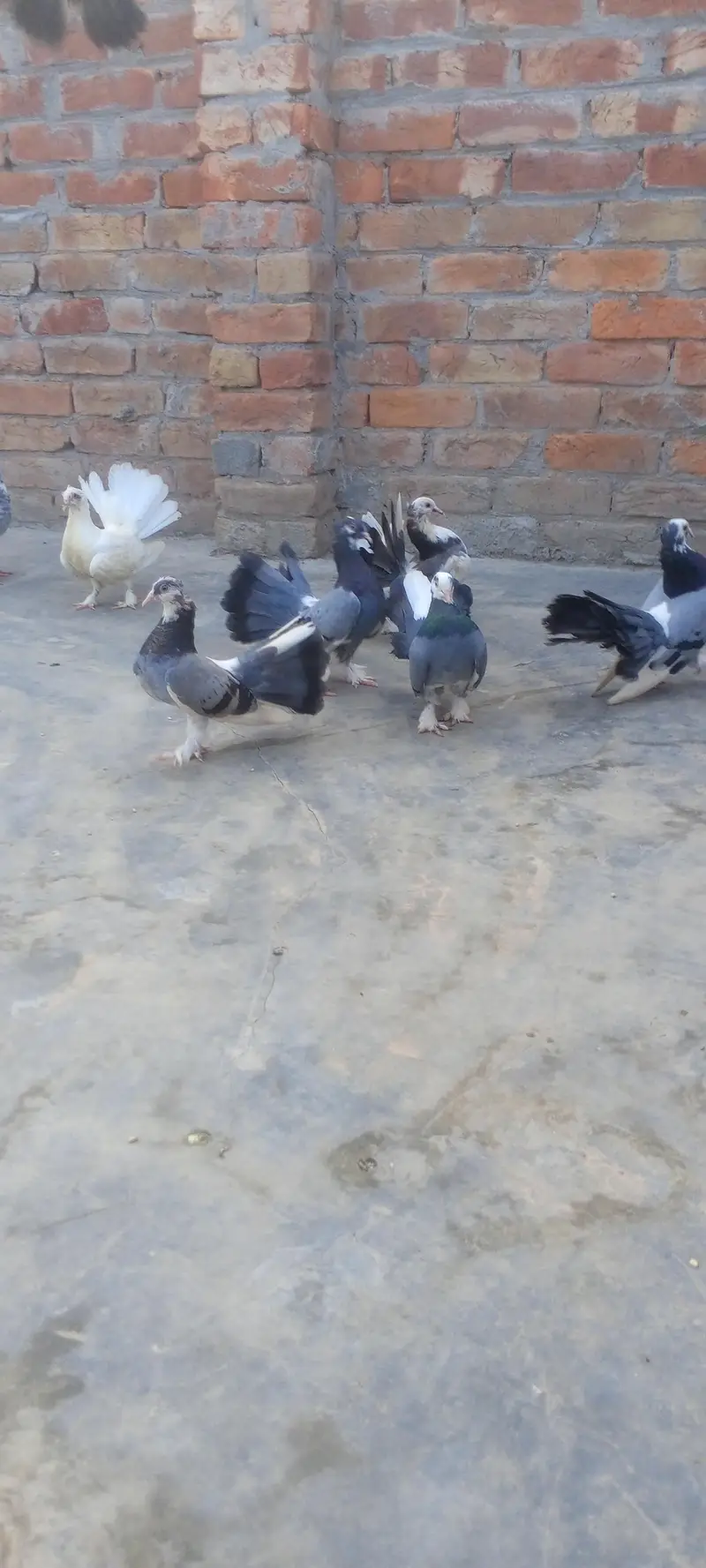 Pairs Fancy Lakha Pigeons for Sale — photo 9