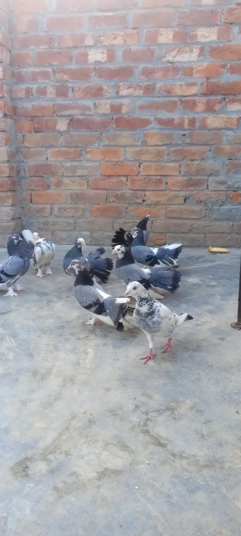 Pairs Fancy Lakha Pigeons for Sale — photo 10
