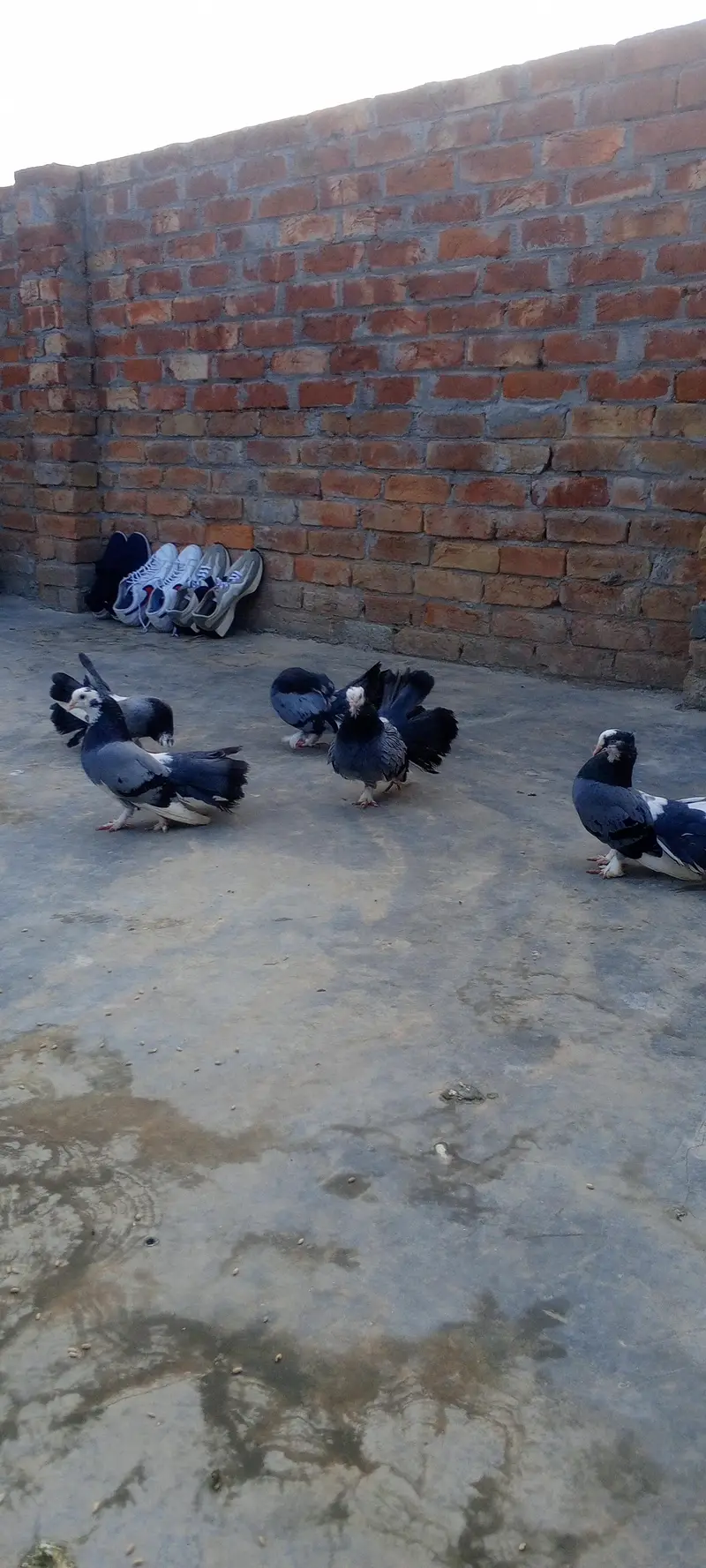 Pairs Fancy Lakha Pigeons for Sale — photo 11