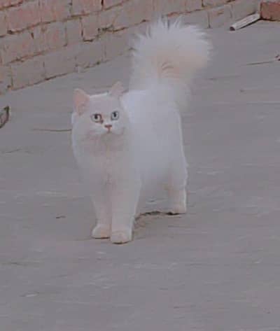 persian
