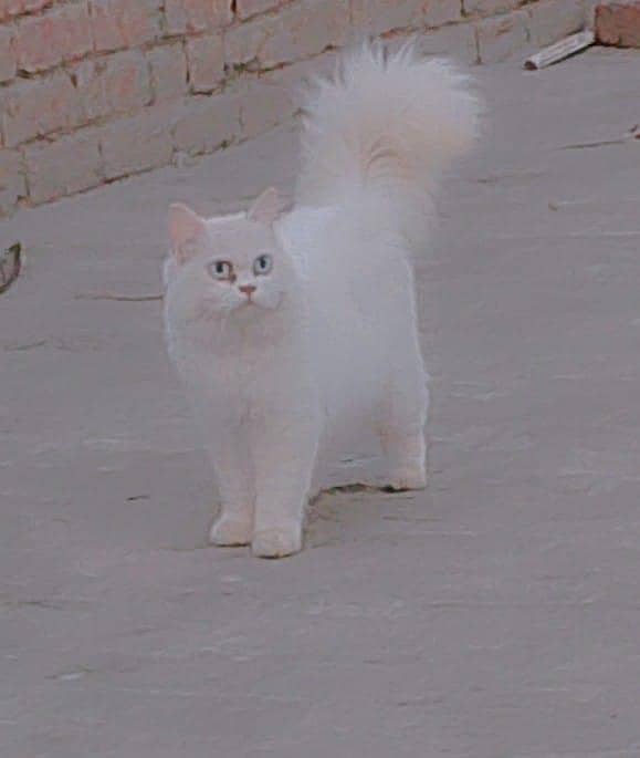 persian 0