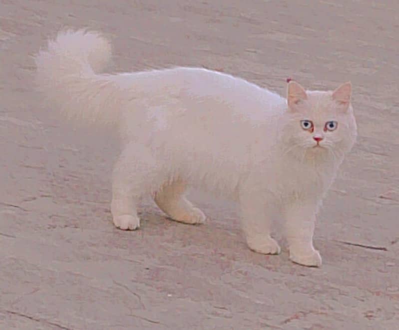 persian 1