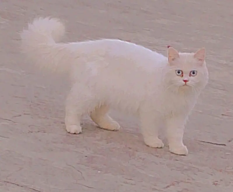 persian — photo 2