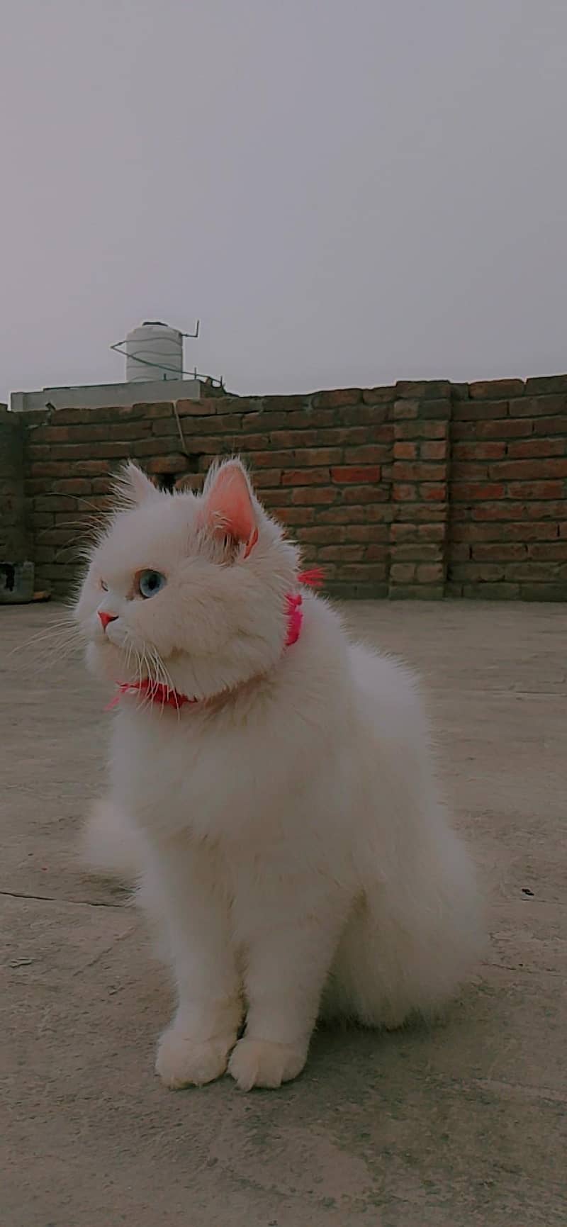 persian 2