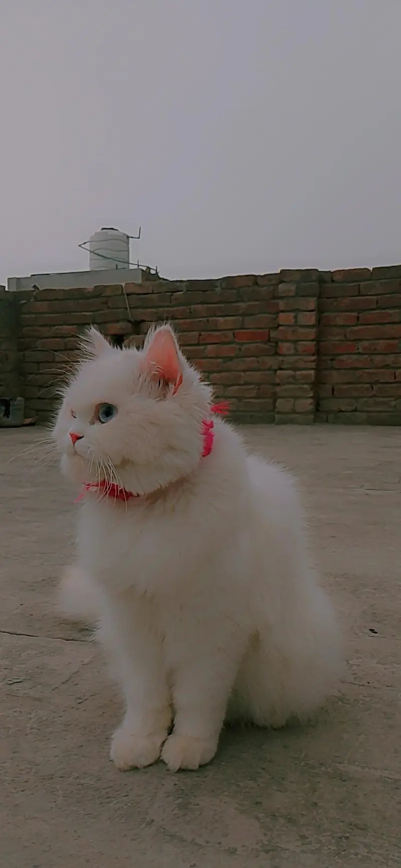 persian — photo 3