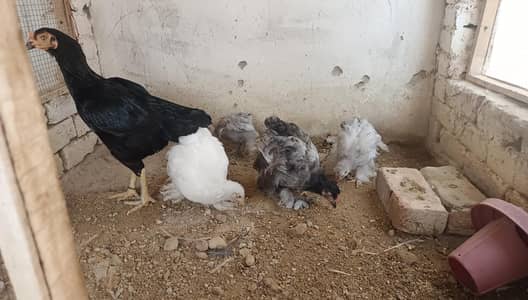Heavy Buff Breeder pair &. 4 chiks