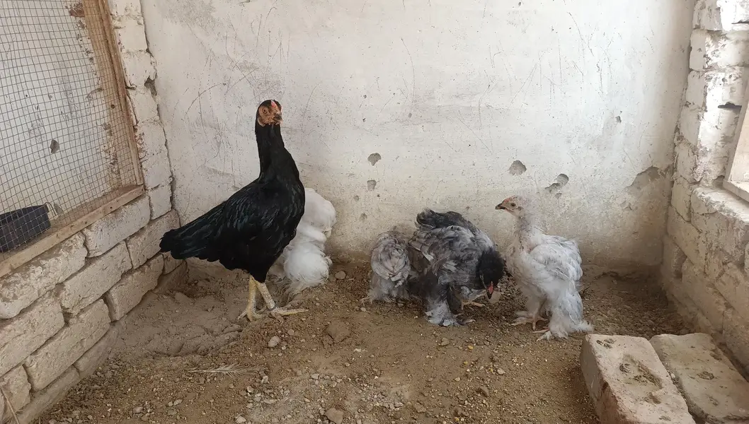 Heavy Buff Breeder pair &. 4 chiks — photo 2