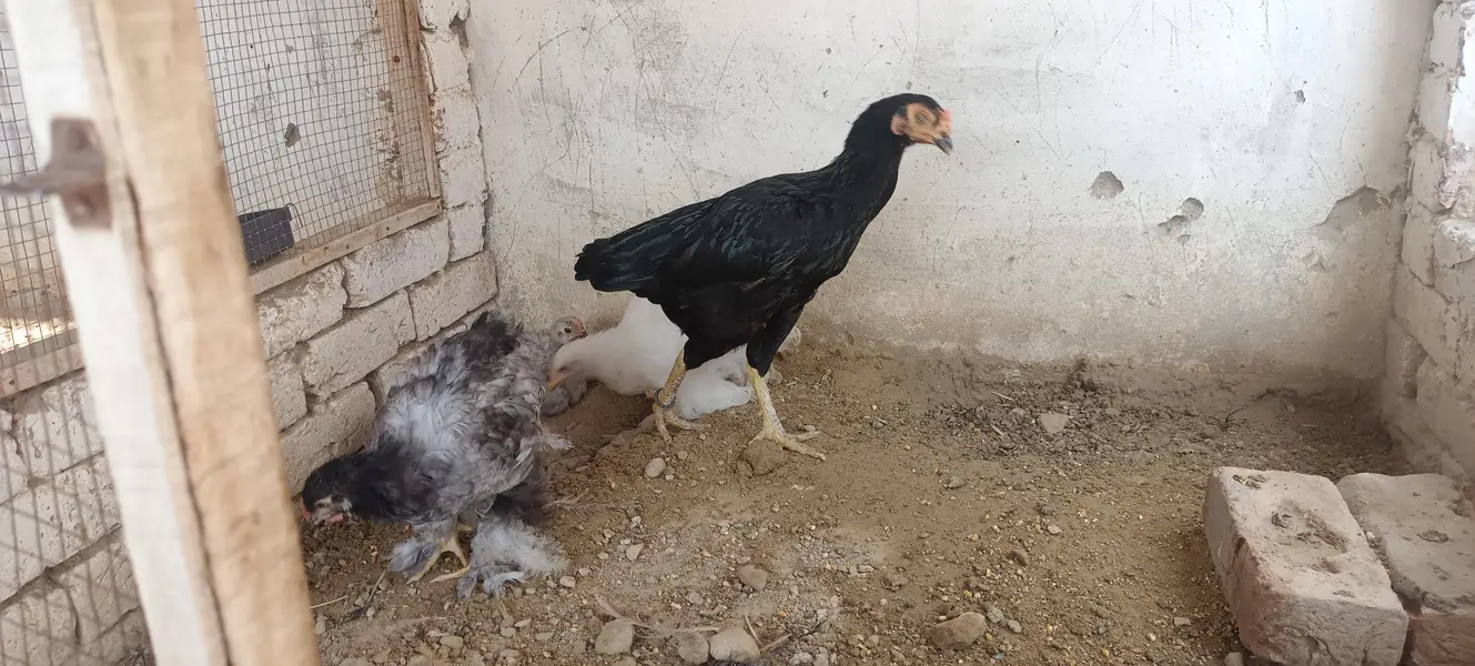 Heavy Buff Breeder pair &. 4 chiks — photo 3
