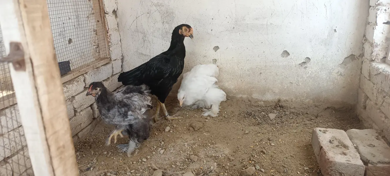 Heavy Buff Breeder pair &. 4 chiks — photo 4