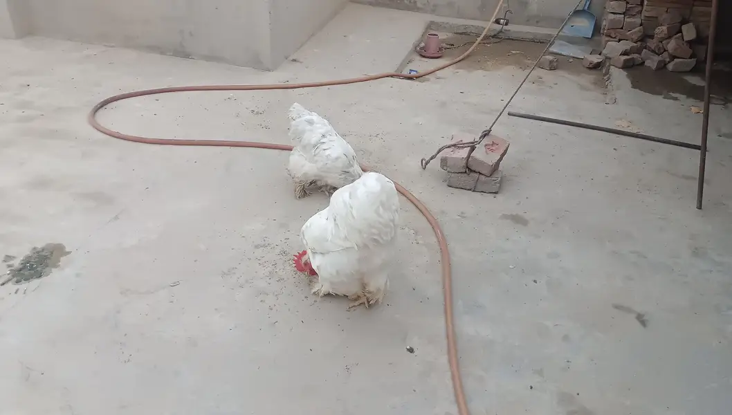 Heavy Buff Breeder pair &. 4 chiks — photo 5