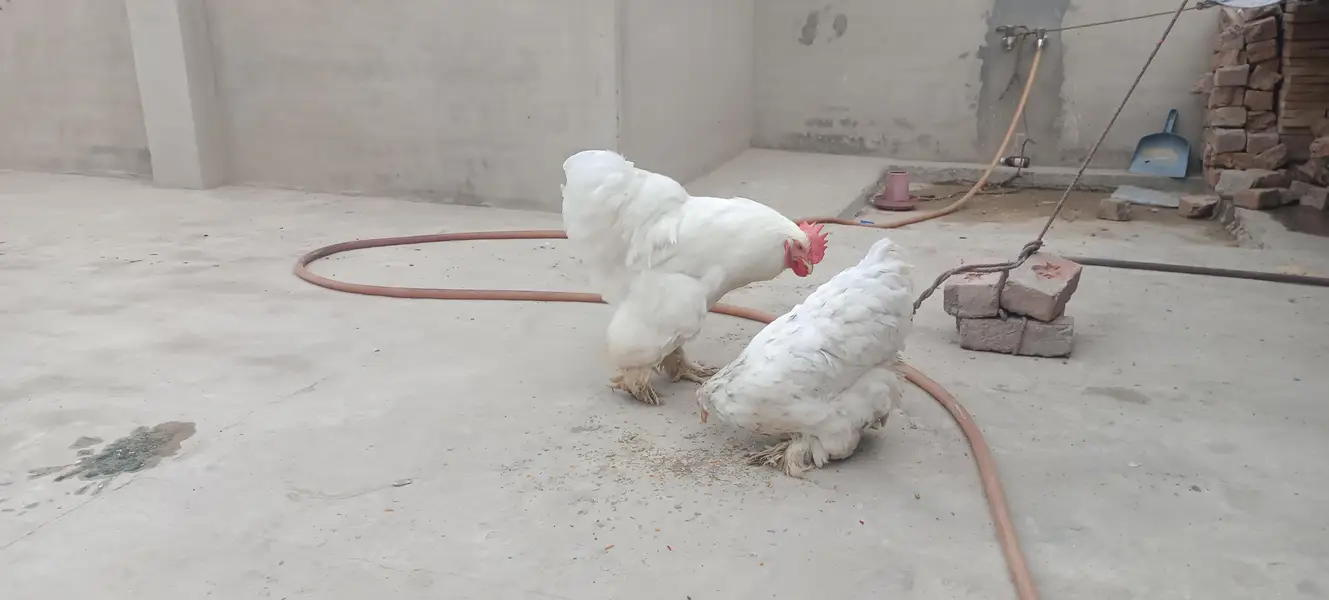Heavy Buff Breeder pair &. 4 chiks — photo 6