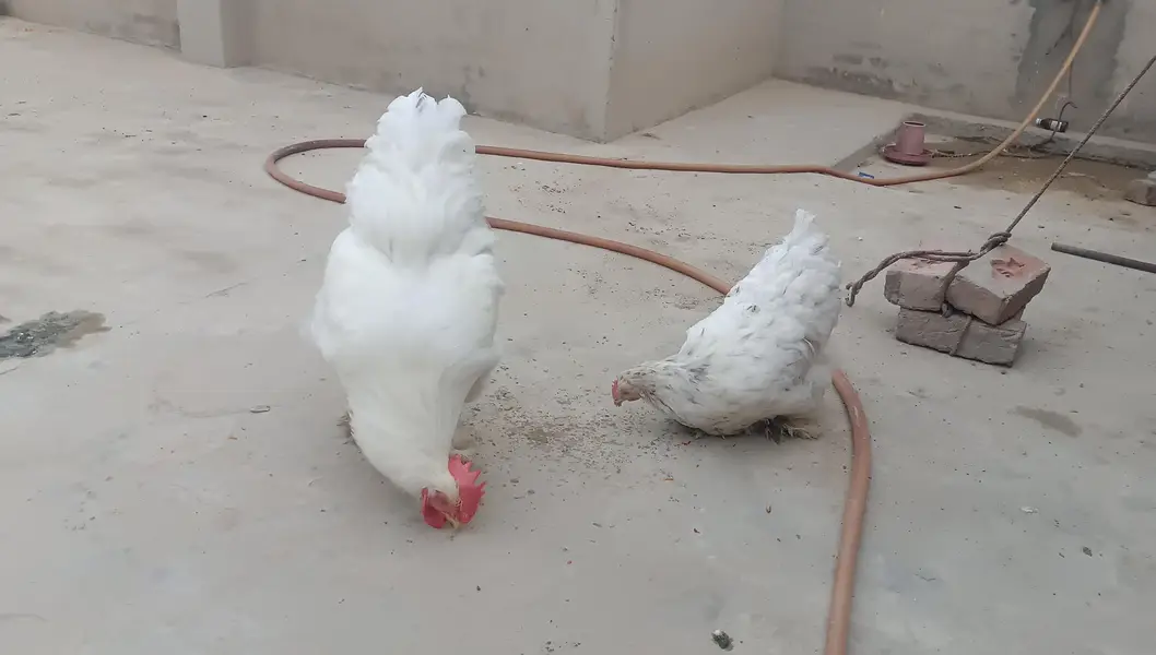 Heavy Buff Breeder pair &. 4 chiks — photo 7
