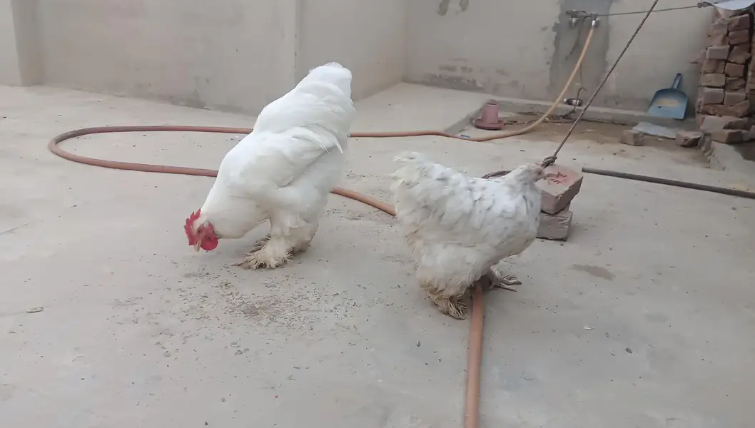 Heavy Buff Breeder pair &. 4 chiks — photo 8