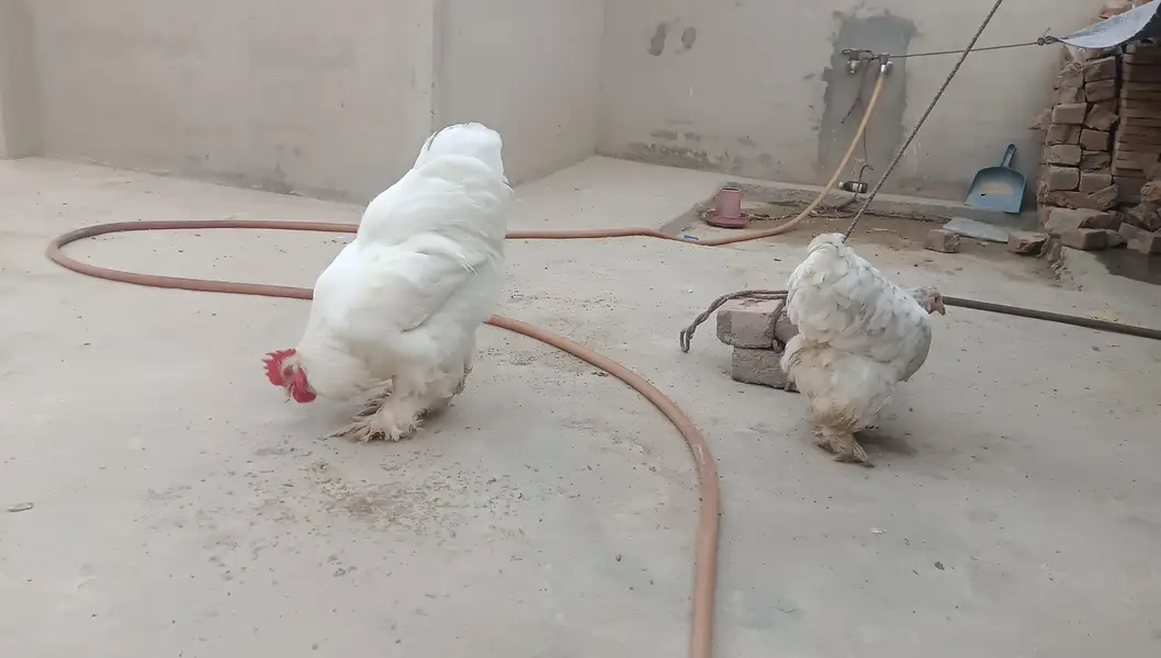 Heavy Buff Breeder pair &. 4 chiks — photo 9