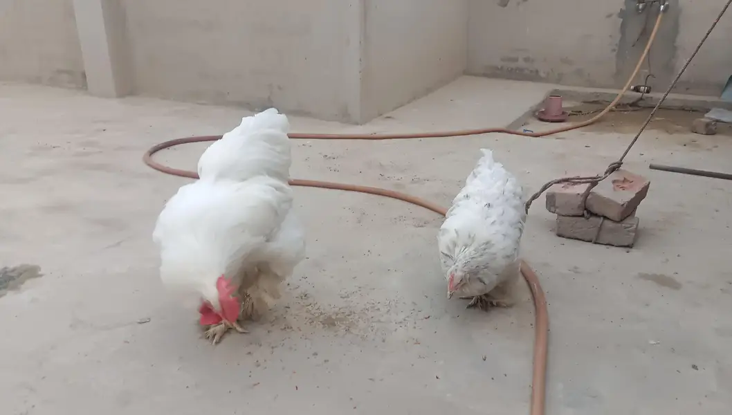 Heavy Buff Breeder pair &. 4 chiks — photo 10