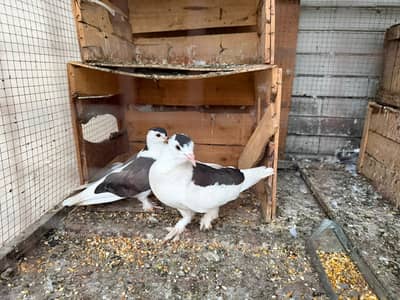 SHERAZI PAIR HOME BREED FOR SALE