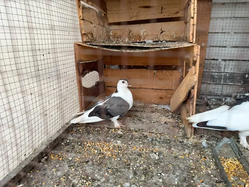 SHERAZI PAIR HOME BREED FOR SALE — photo 3