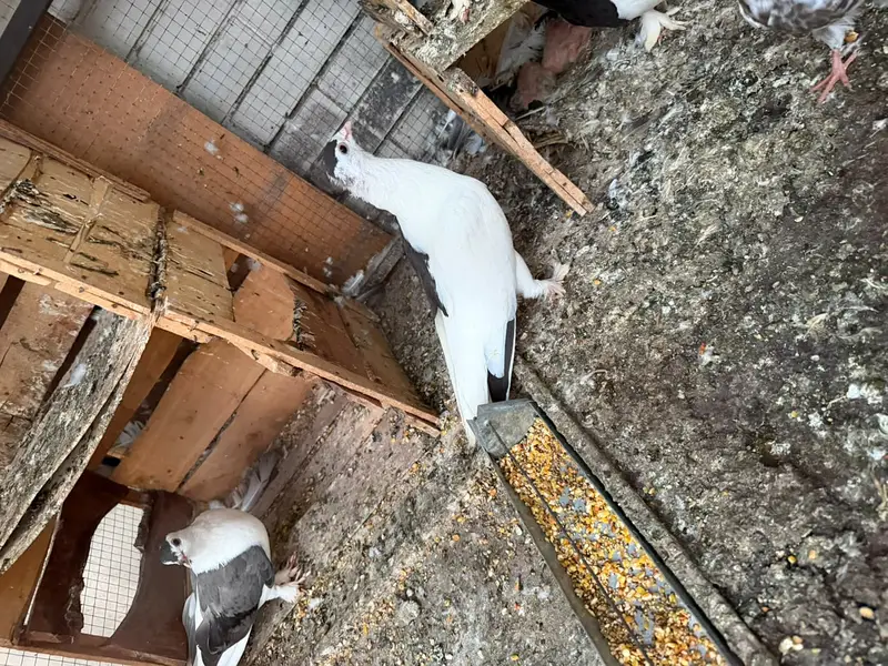SHERAZI PAIR HOME BREED FOR SALE — photo 4